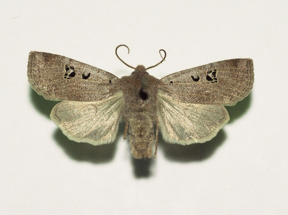 zwartvlekwinteruil Conistra rubiginosa, Han KS, coll. Naturalis, Leiden, F1000025.JPG